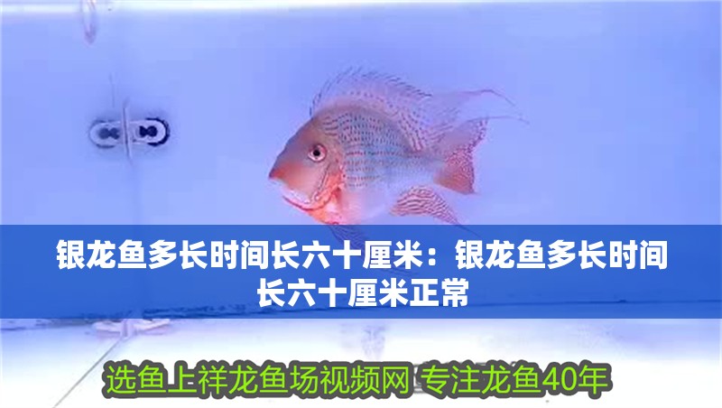 銀龍魚多長時間長六十厘米：銀龍魚多長時間長六十厘米正常
