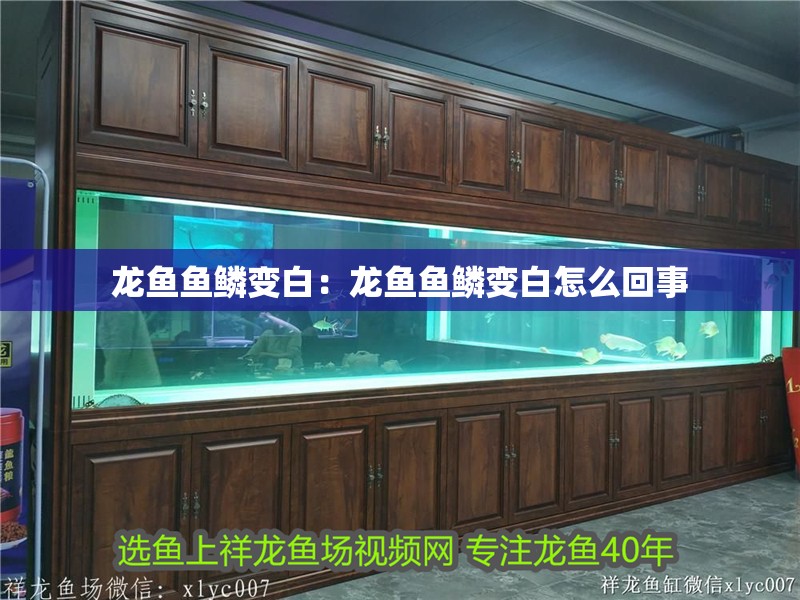 龍魚魚鱗變白：龍魚魚鱗變白怎么回事