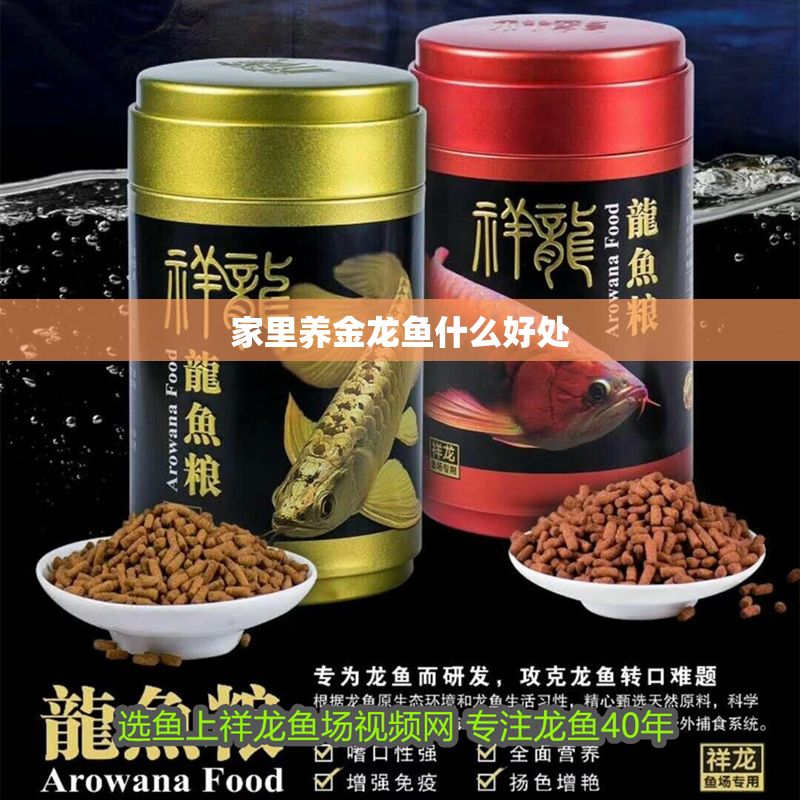 家里養金龍魚什么好處