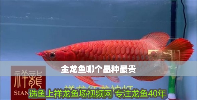 金龍魚哪個品種最貴 金龍魚哪個品種最貴 龍魚百科 第2張