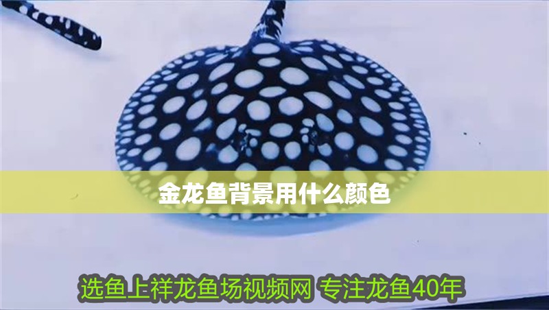 金龍魚背景用什么顏色