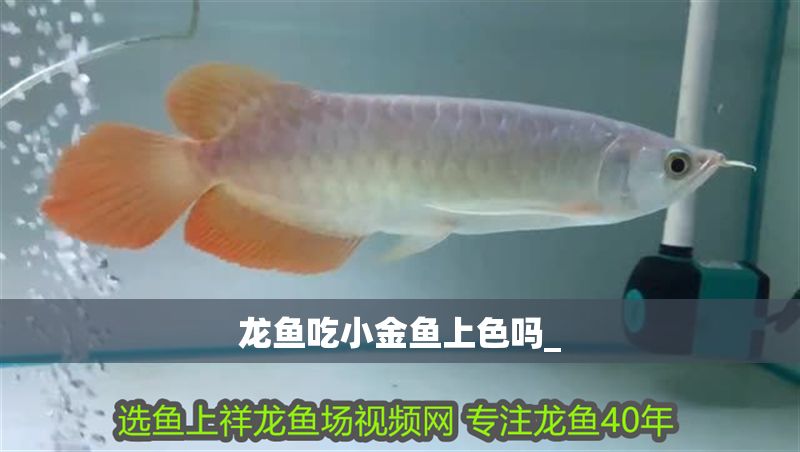 龍魚吃小金魚上色嗎_