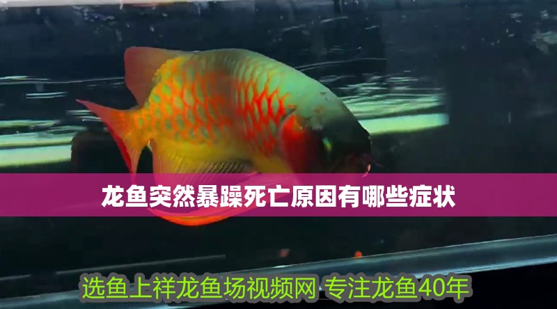 龍魚突然暴躁死亡原因有哪些癥狀 龍魚突然暴躁死亡原因有哪些癥狀 龍魚百科 第2張