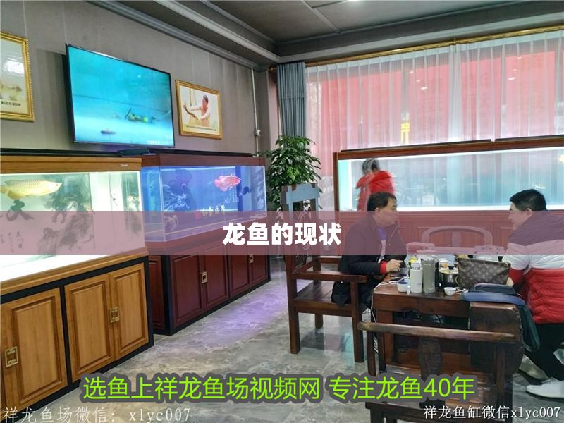 龍魚的現狀