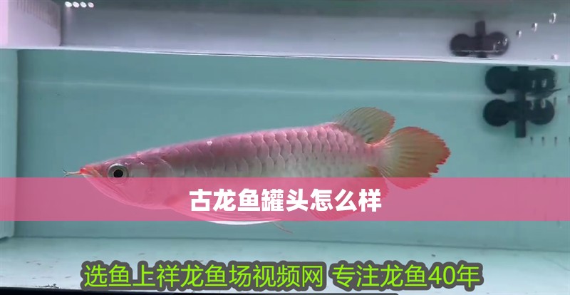 古龍魚罐頭怎么樣
