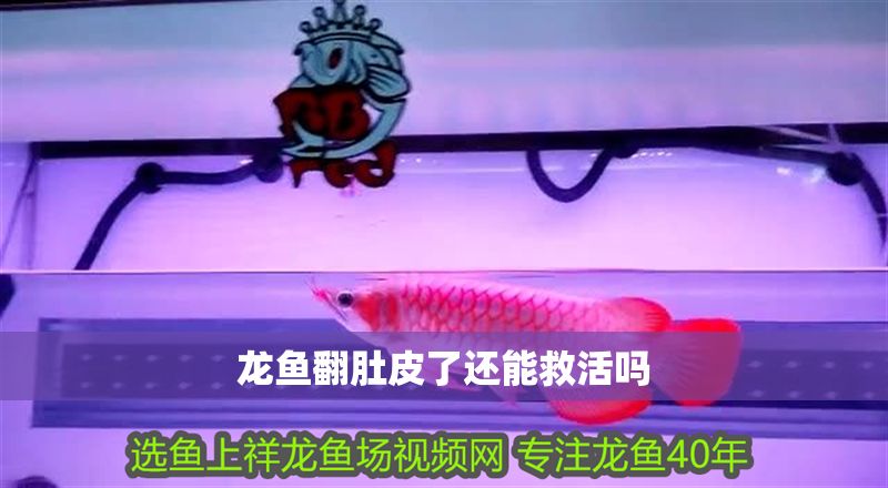 龍魚翻肚皮了還能救活嗎