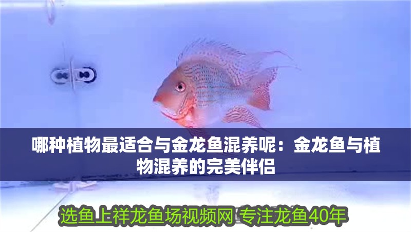 哪種植物最適合與金龍魚混養呢：金龍魚與植物混養的完美伴侶 哪種植物最適合與金龍魚混養呢：金龍魚與植物混養的完美伴侶 水族問答