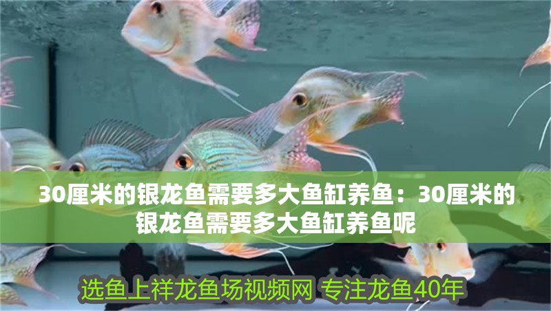 30厘米的銀龍魚需要多大魚缸養(yǎng)魚：30厘米的銀龍魚需要多大魚缸養(yǎng)魚呢