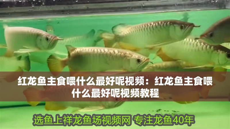 紅龍魚主食喂什么最好呢視頻:紅龍魚主食喂什么最好呢視頻教程 水族問答 紅龍魚主食喂什么最好呢視頻:紅龍魚主食喂什么最好呢視頻教程 紅龍魚主食喂什么最好呢視頻:紅龍魚主食喂什么最好呢視頻教程 水族問答