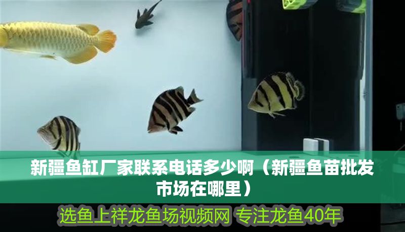 新疆魚缸廠家聯系電話多少啊(新疆魚苗批發市場在哪里) 龍魚百科 第1張 新疆魚缸廠家聯系電話多少啊(新疆魚苗批發市場在哪里) 新疆魚缸廠家聯系電話多少啊(新疆魚苗批發市場在哪里) 龍魚百科 第1張