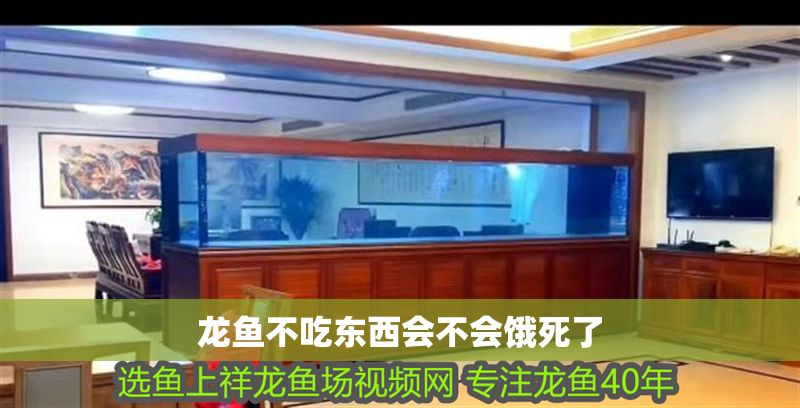 龍魚不吃東西會(huì)不會(huì)餓死了