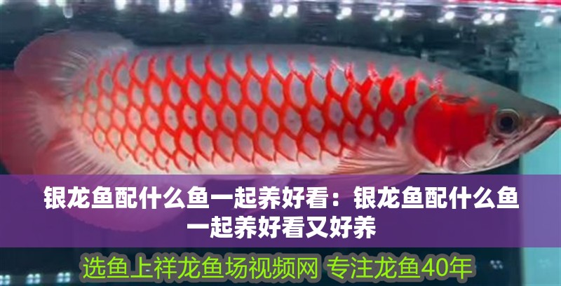 銀龍魚配什么魚一起養(yǎng)好看：銀龍魚配什么魚一起養(yǎng)好看又好養(yǎng) 銀龍魚配什么魚一起養(yǎng)好看：銀龍魚配什么魚一起養(yǎng)好看又好養(yǎng) 水族問答