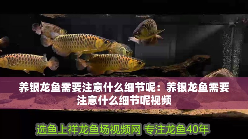 養銀龍魚需要注意什么細節呢：養銀龍魚需要注意什么細節呢視頻