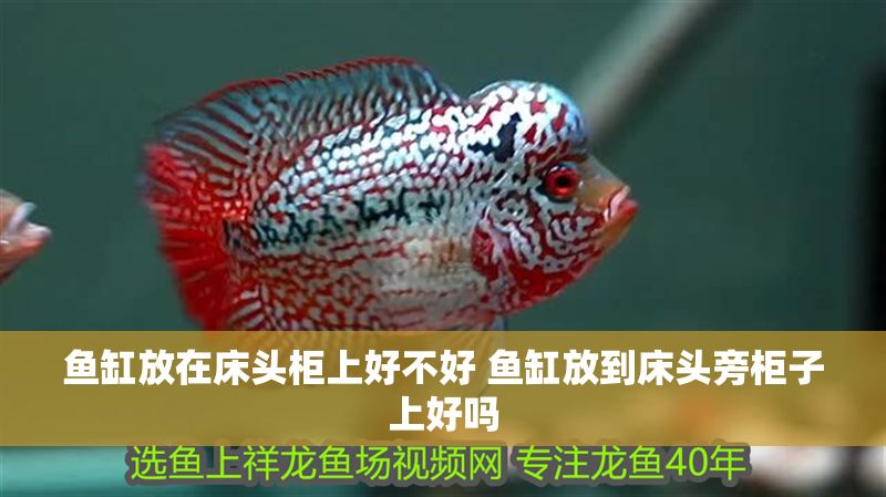 魚缸放在床頭柜上好不好 魚缸放到床頭旁柜子上好嗎