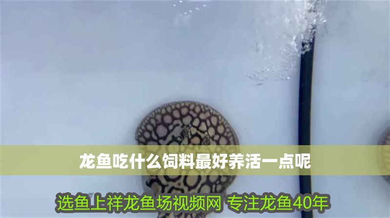 龍魚吃什么飼料最好養(yǎng)活一點(diǎn)呢 龍魚吃什么飼料最好養(yǎng)活一點(diǎn)呢 龍魚百科 第2張