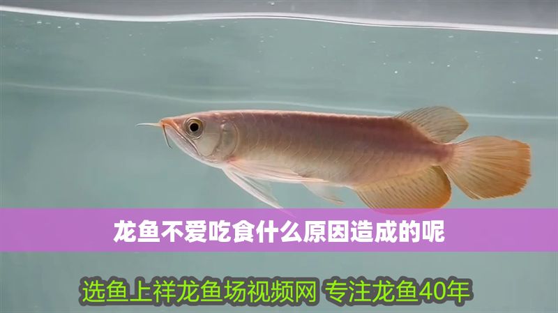 龍魚不愛吃食什么原因造成的呢
