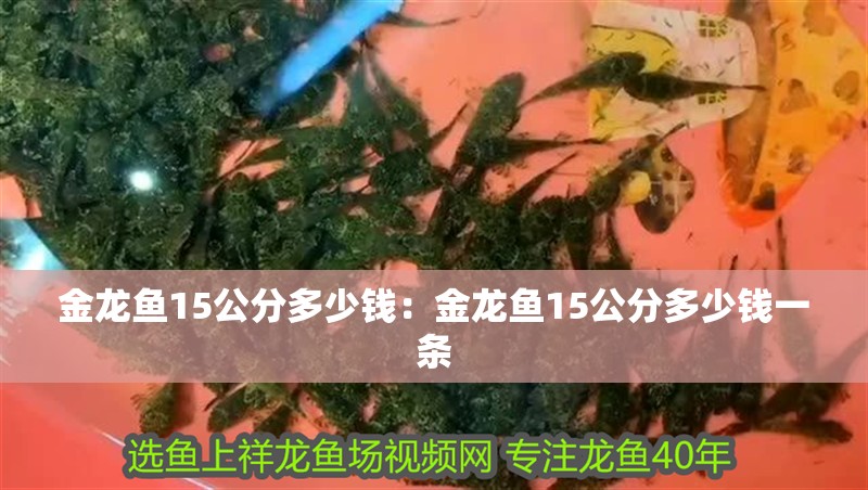 金龍魚15公分多少錢：金龍魚15公分多少錢一條 金龍魚15公分多少錢：金龍魚15公分多少錢一條 水族問答