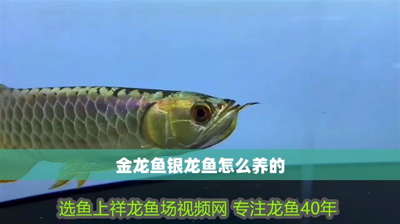金龍魚銀龍魚怎么養的
