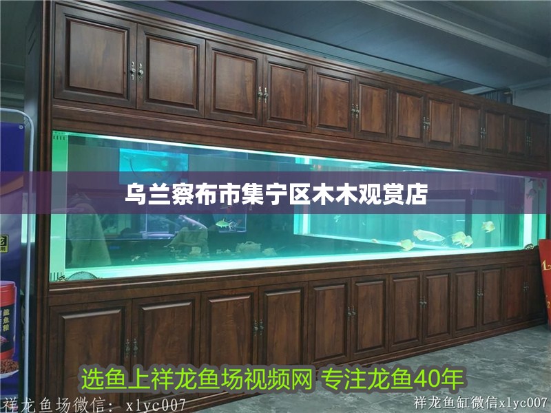 烏蘭察布市集寧區(qū)木木觀賞店