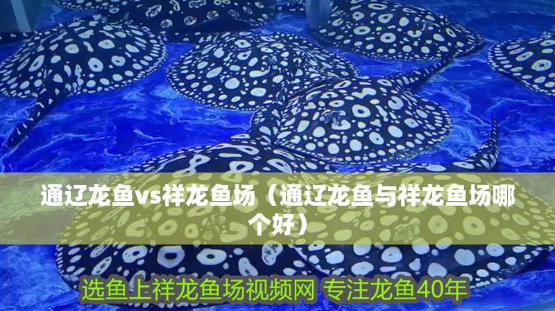 通遼龍魚vs祥龍魚場（通遼龍魚與祥龍魚場哪個好）