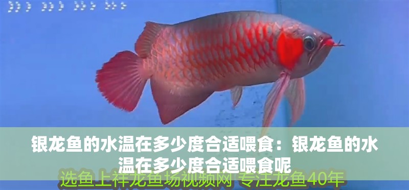 銀龍魚的水溫在多少度合適喂食：銀龍魚的水溫在多少度合適喂食呢