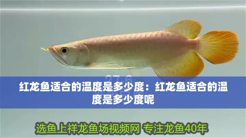 紅龍魚適合的溫度是多少度：紅龍魚適合的溫度是多少度呢