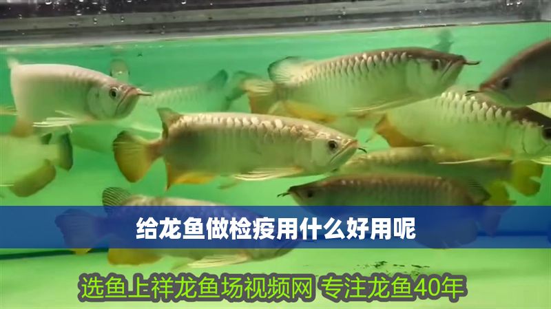 給龍魚做檢疫用什么好用呢