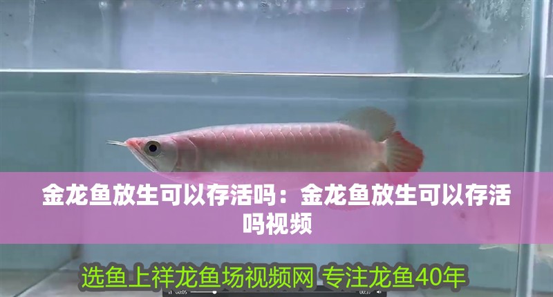 金龍魚放生可以存活嗎：金龍魚放生可以存活嗎視頻