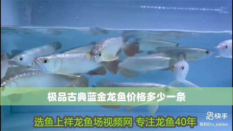 極品古典藍金龍魚價格多少一條
