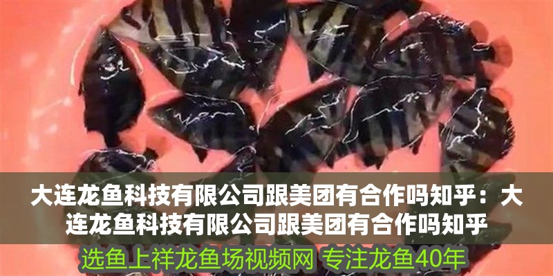 大連龍魚(yú)科技有限公司跟美團(tuán)有合作嗎知乎：大連龍魚(yú)科技有限公司跟美團(tuán)有合作嗎知乎