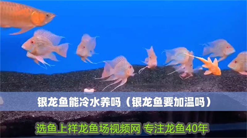 銀龍魚能冷水養(yǎng)嗎（銀龍魚要加溫嗎）