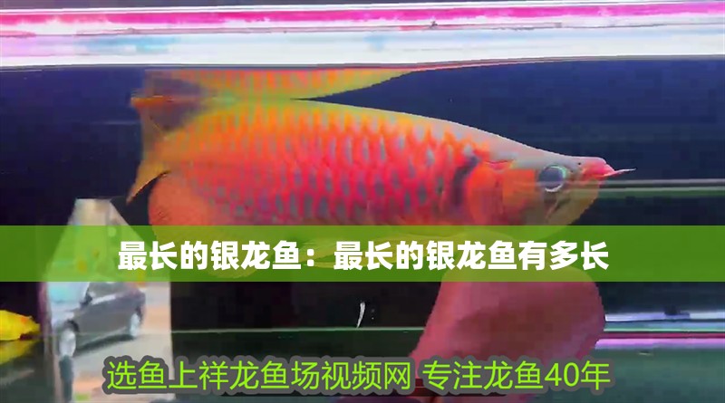 最長的銀龍魚：最長的銀龍魚有多長