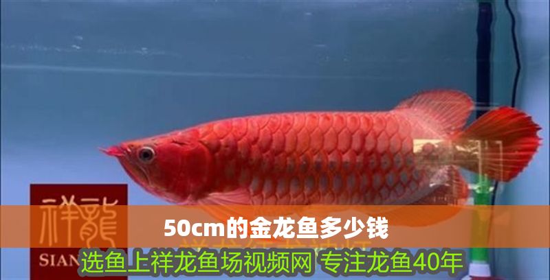 50cm的金龍魚多少錢