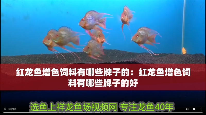紅龍魚增色飼料有哪些牌子的：紅龍魚增色飼料有哪些牌子的好