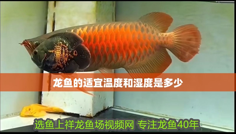 龍魚的適宜溫度和濕度是多少