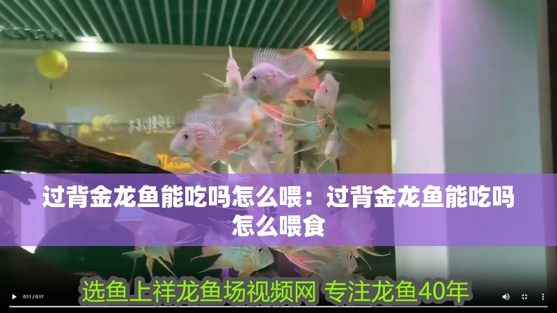 過背金龍魚能吃嗎怎么喂：過背金龍魚能吃嗎怎么喂食