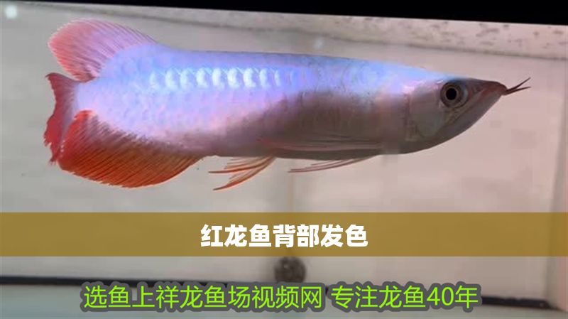 紅龍魚背部發色