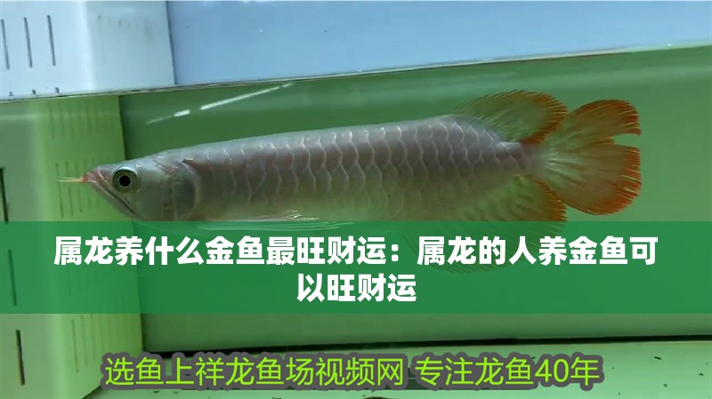 屬龍養什么金魚最旺財運：屬龍的人養金魚可以旺財運