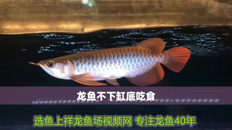 龍魚不下缸底吃食