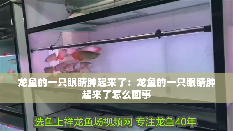 龍魚的一只眼睛腫起來了：龍魚的一只眼睛腫起來了怎么回事