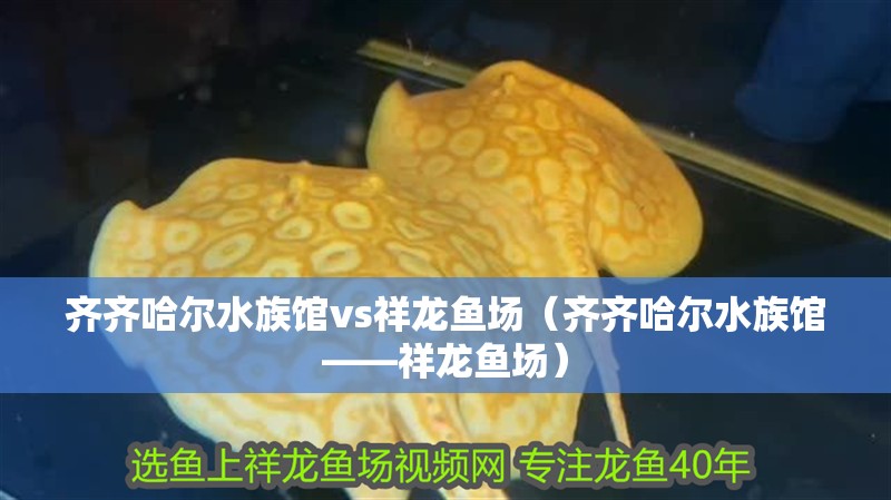 齊齊哈爾水族館vs祥龍魚場（齊齊哈爾水族館——祥龍魚場）
