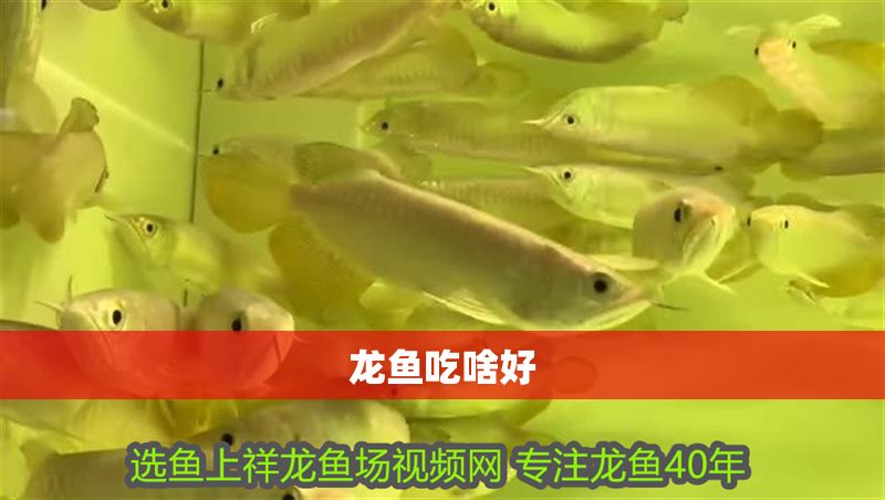 龍魚吃啥好 龍魚吃啥好 龍魚百科 第2張