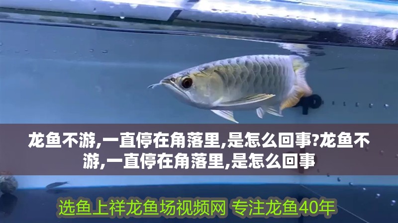 龍魚不游,一直停在角落里,是怎么回事?龍魚不游,一直停在角落里,是怎么回事