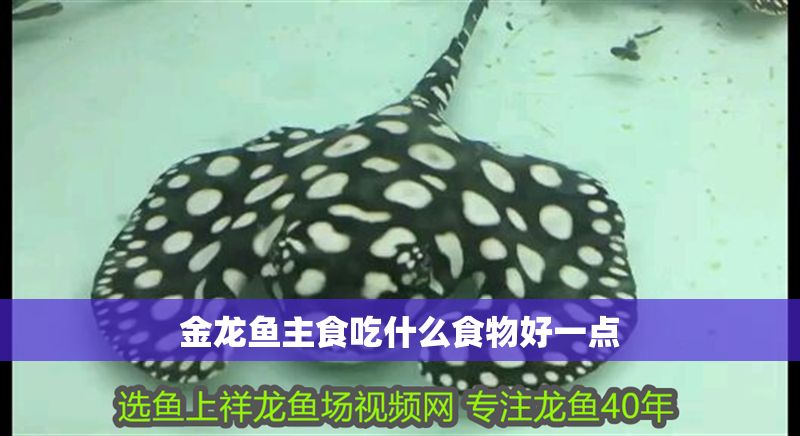 金龍魚主食吃什么食物好一點 龍魚百科 第2張 金龍魚主食吃什么食物好一點 金龍魚主食吃什么食物好一點 龍魚百科 第2張