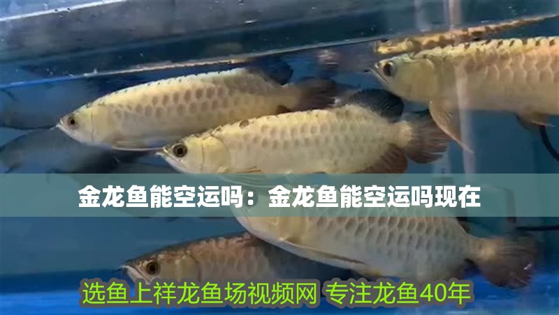 金龍魚能空運嗎：金龍魚能空運嗎現在