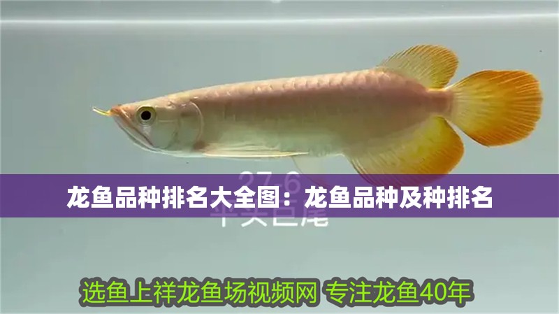 龍魚品種排名大全圖：龍魚品種及種排名