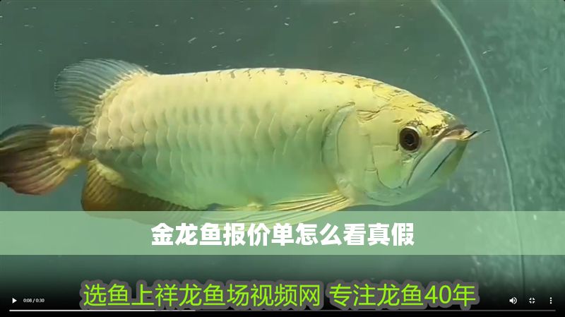 金龍魚報價單怎么看真假