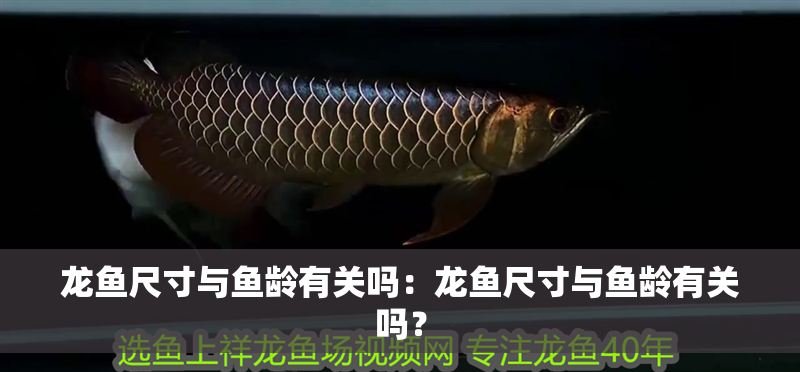 龍魚尺寸與魚齡有關嗎：龍魚尺寸與魚齡有關嗎？