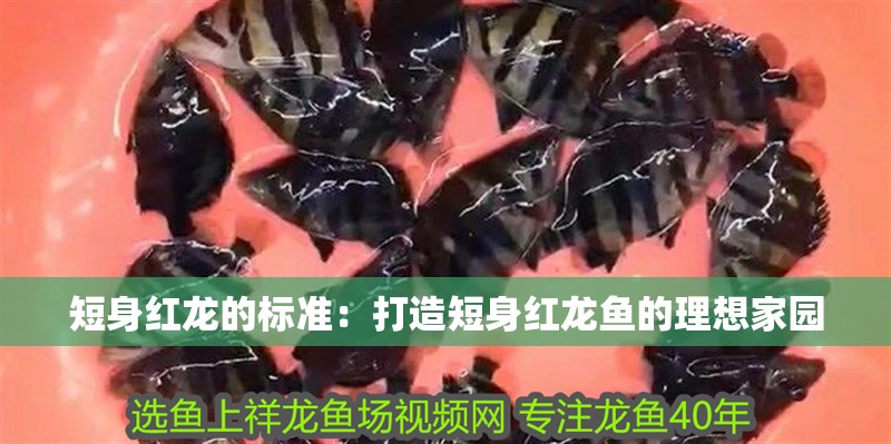 短身紅龍的標(biāo)準(zhǔn)：打造短身紅龍魚(yú)的理想家園