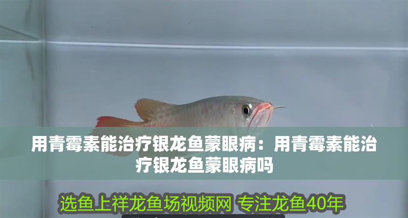 用青霉素能治療銀龍魚蒙眼病：用青霉素能治療銀龍魚蒙眼病嗎